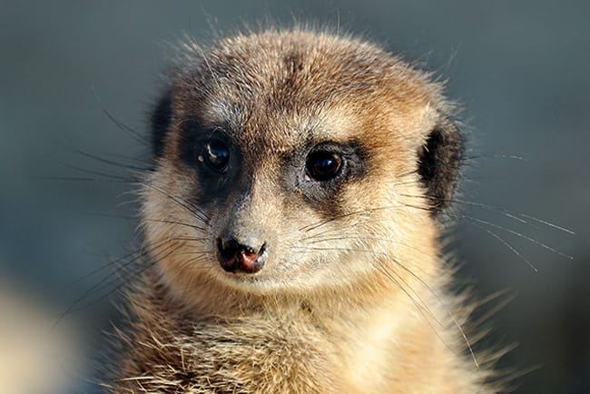 Erdmännchen & Co. – Bild 2