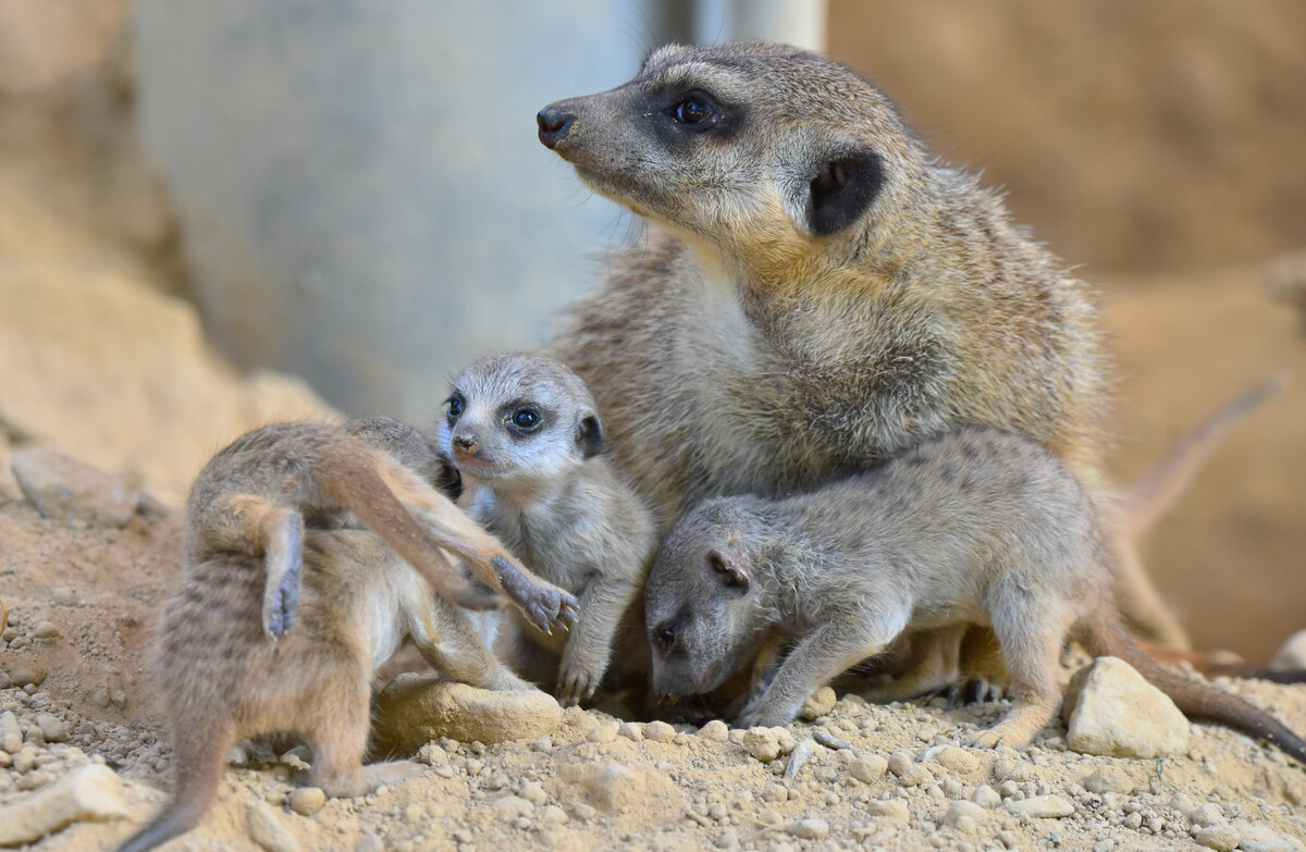 Erdmännchen & Co. – Bild 3