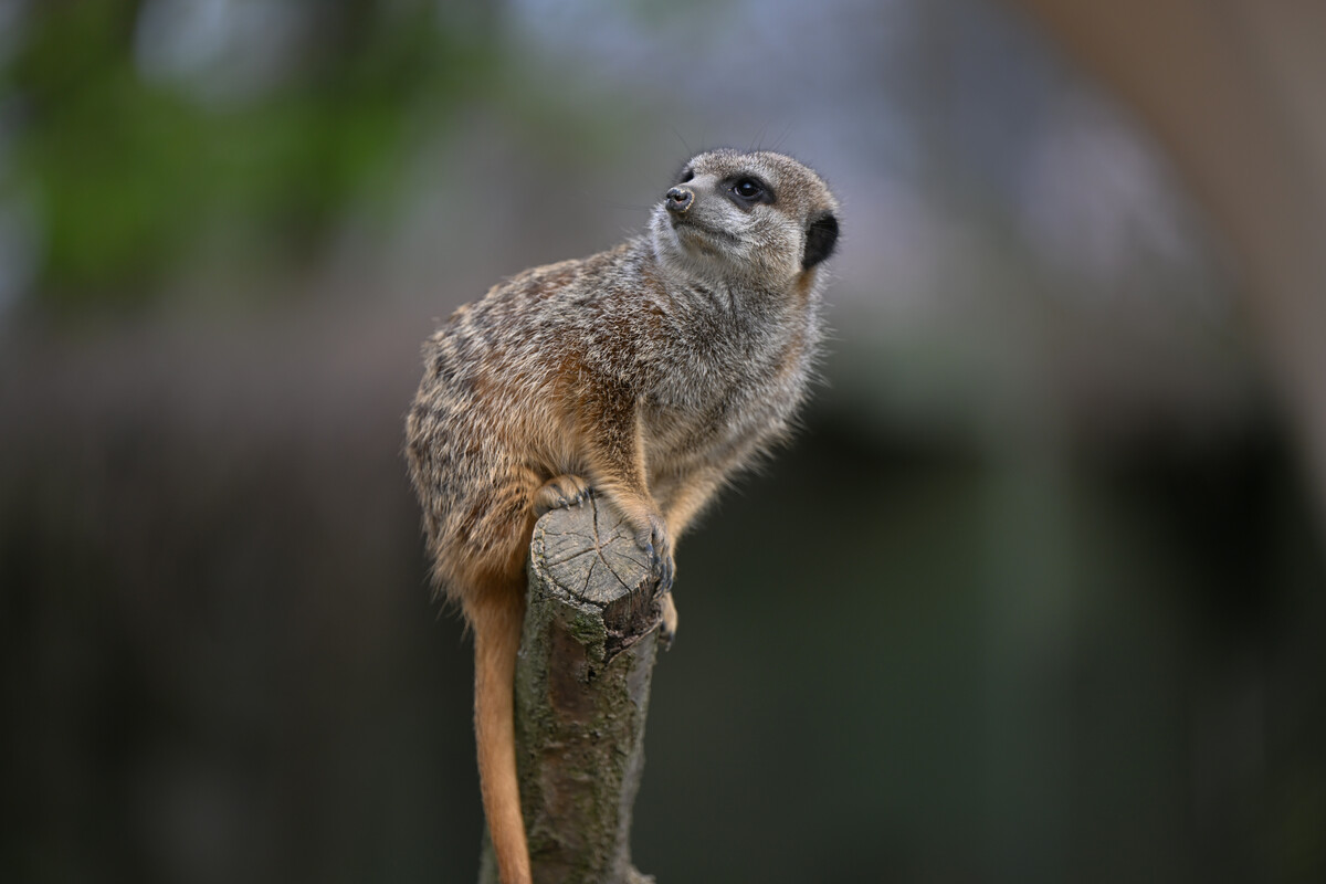 Erdmännchen & Co. – Bild 4