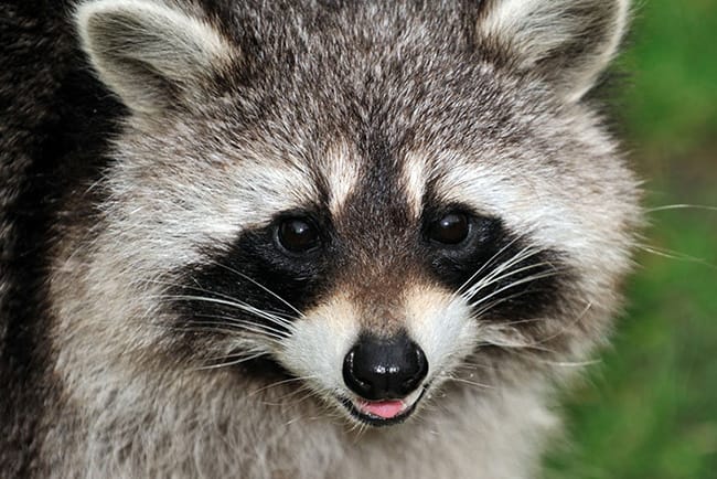 Erdmännchen & Co. – Bild 5