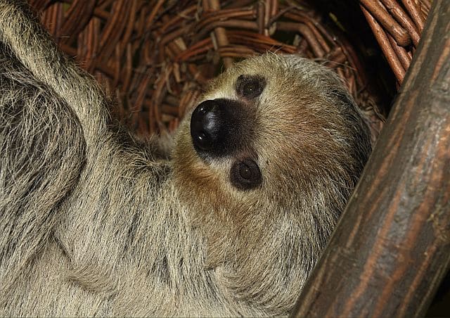 Erdmännchen & Co. – Bild 6