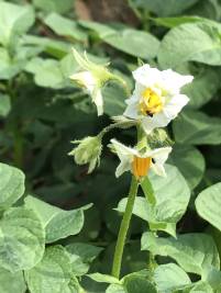 Kuckertz Hofladen – Bild 4