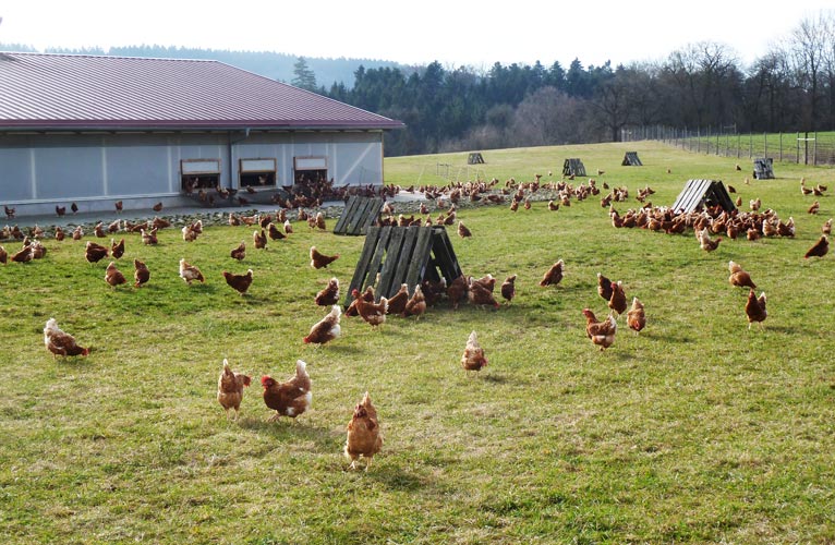 Steinefurthof – Bild 2