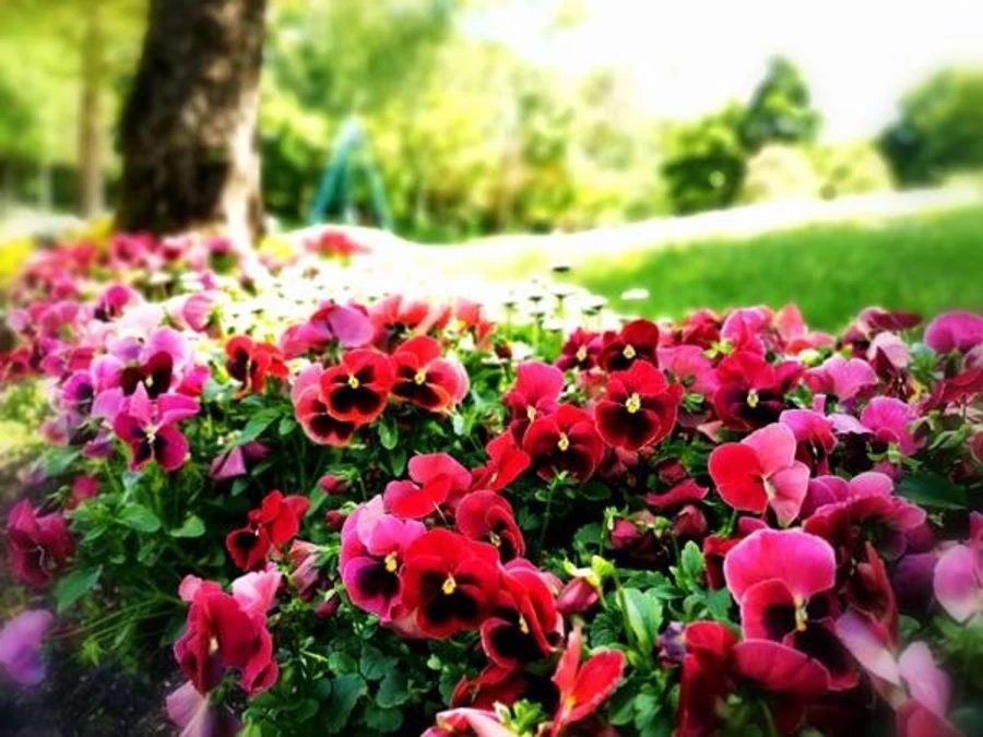 Freizeitpark "Villeneuve-sur-Lot" – Bild 2