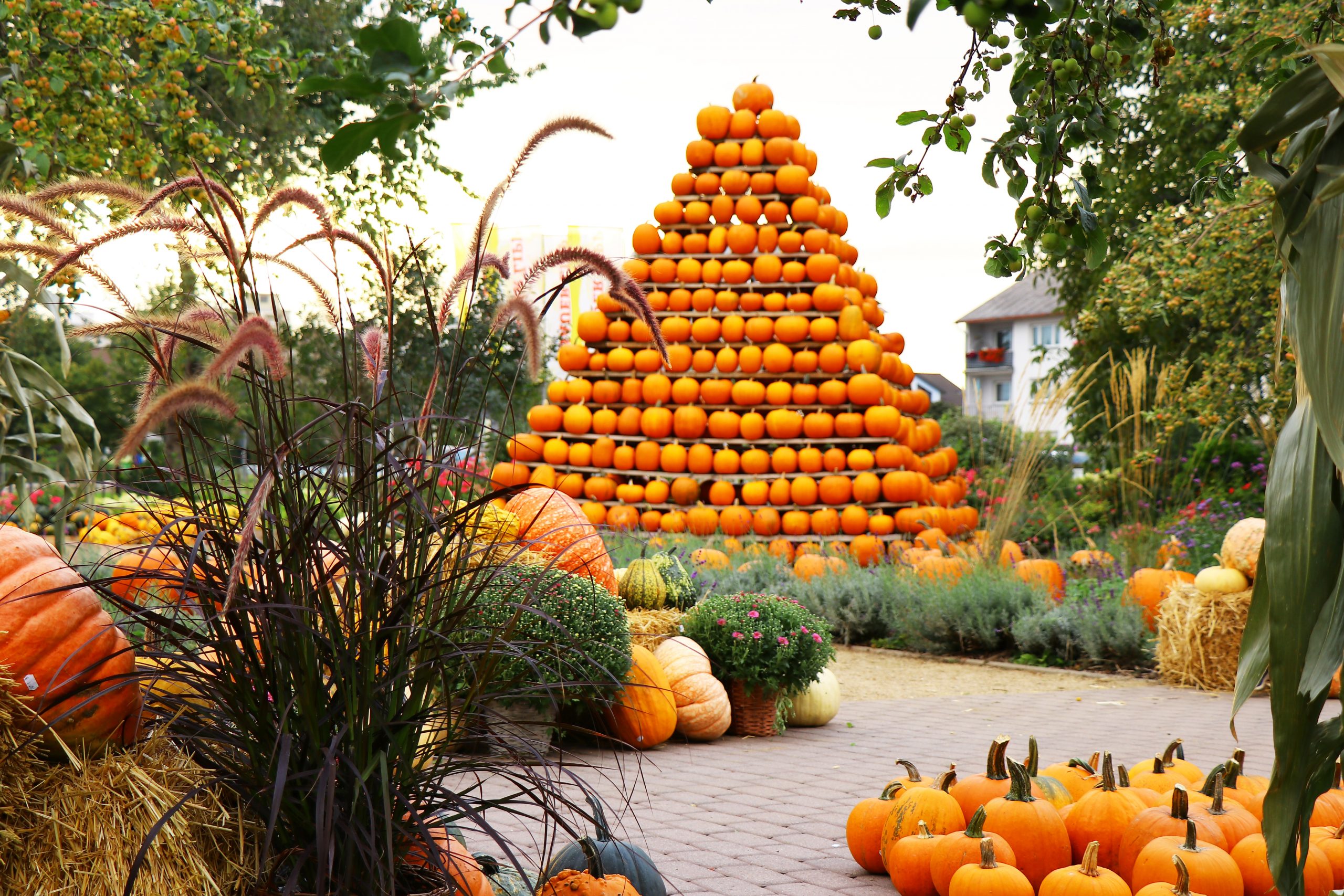 BAUER LIPP – Bild 4