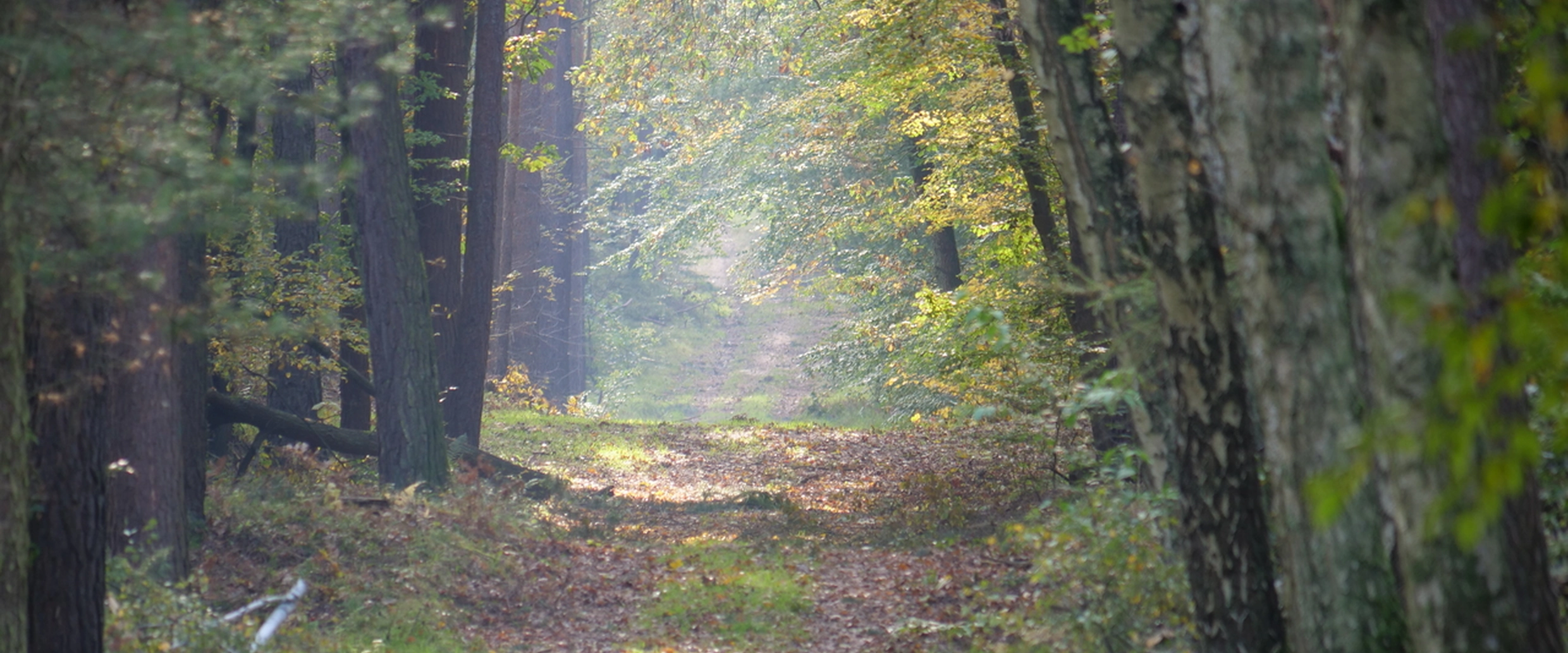 Wildgehege im Spandauer Forst – Bild 2