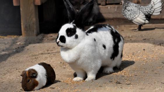 Arche-Park Tiergehege Witthausbusch – Bild 3