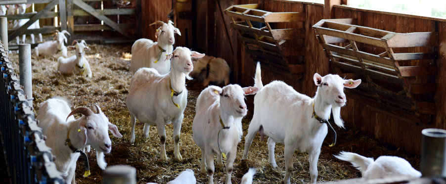 Ziegenhof Rösberg – Bild 2
