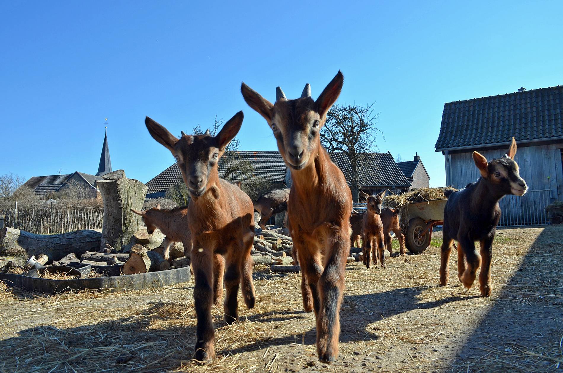 Ziegenhof Rösberg – Bild 4