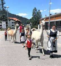 Arvenhof Lama-Trekking/Pension/Ferienwohnungen – Bild 2