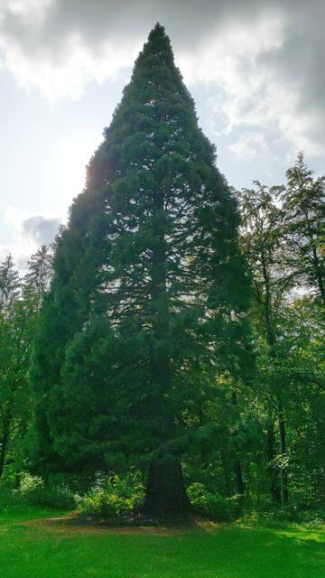 Mammutbaum-Grillplatz – Bild 1