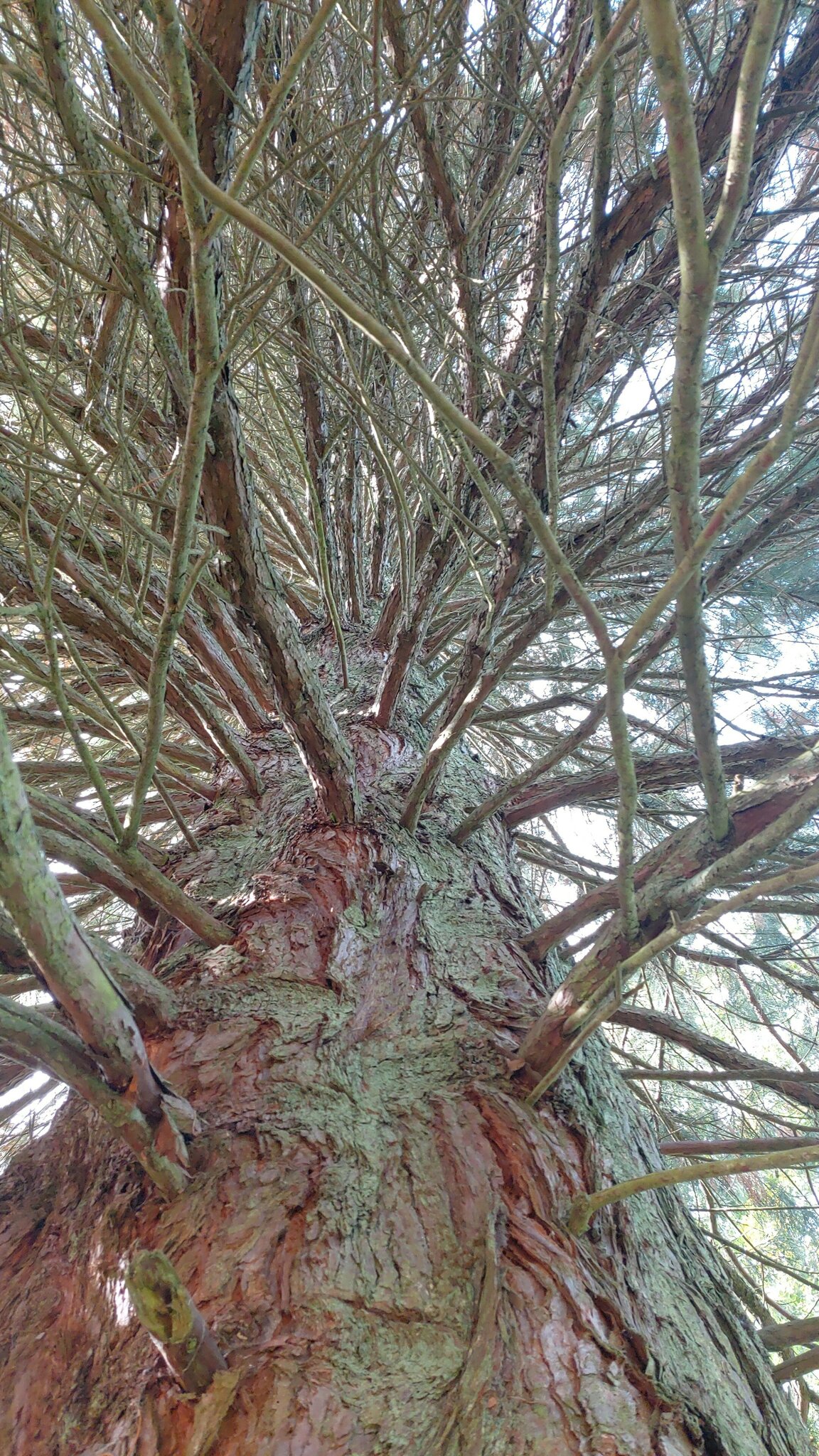 Mammutbaum-Grillplatz – Bild 3