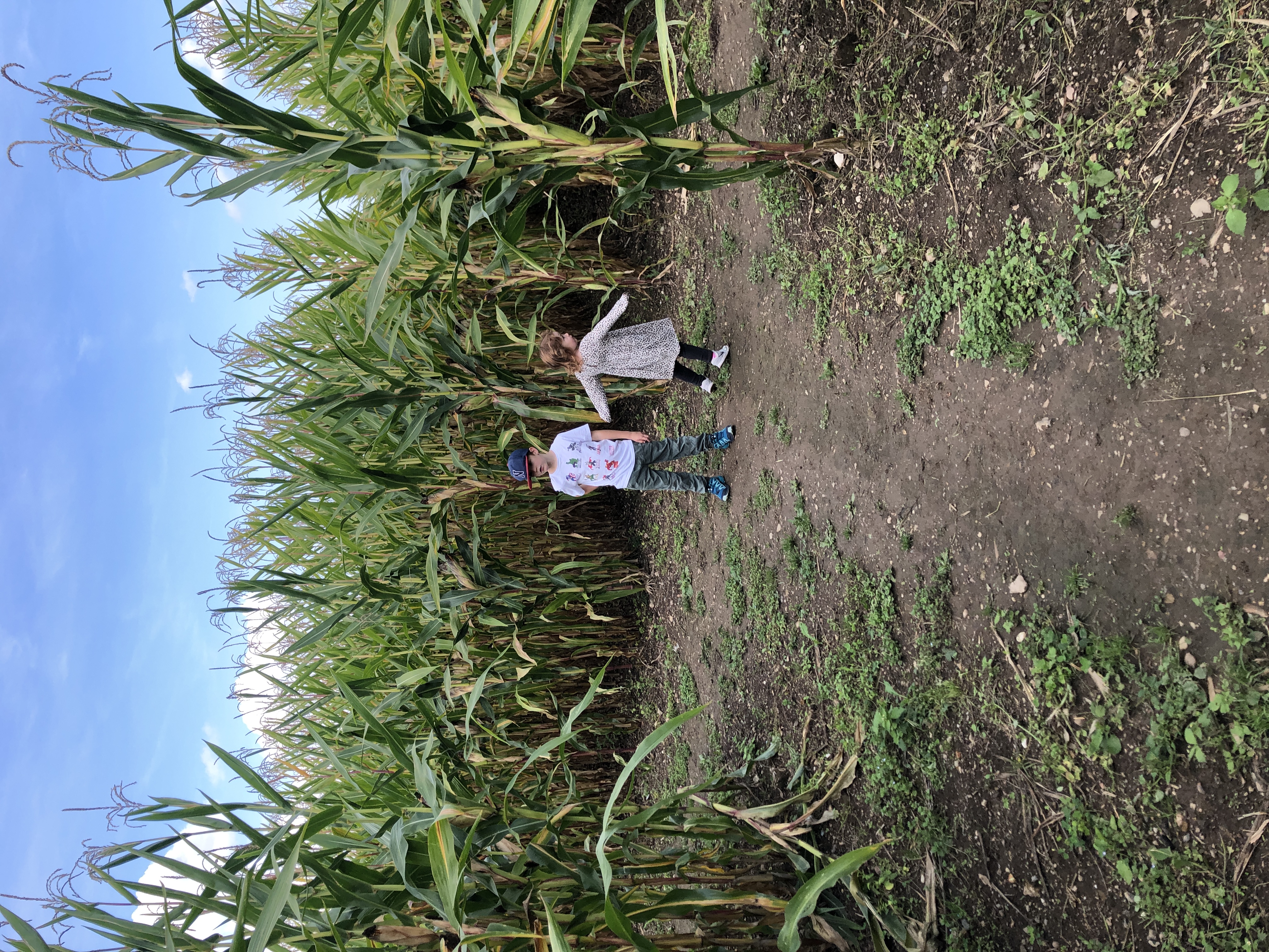 Maislabyrinth Lich-Eberstadt – Bild 2