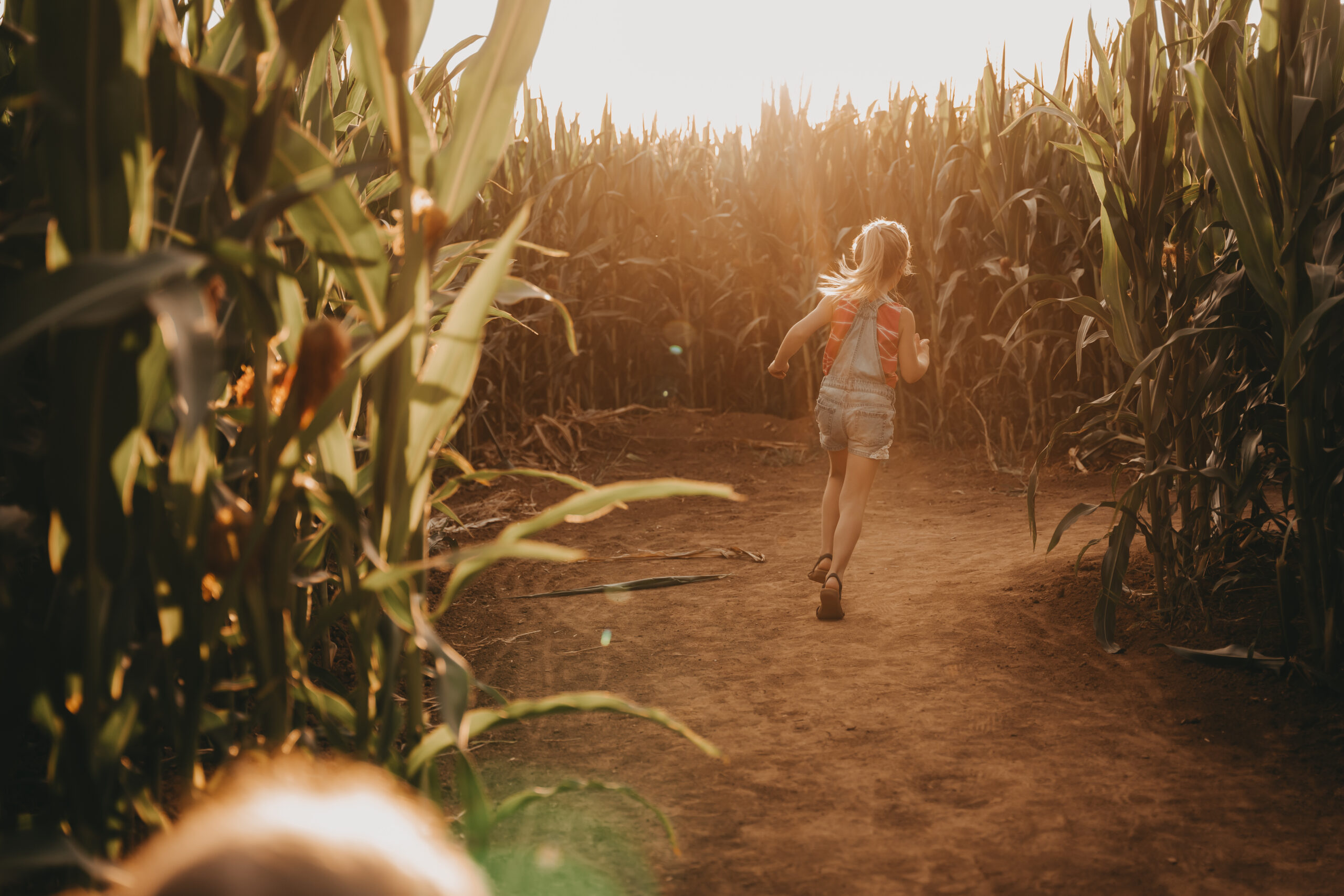 Maislabyrinth Lich-Eberstadt – Bild 4