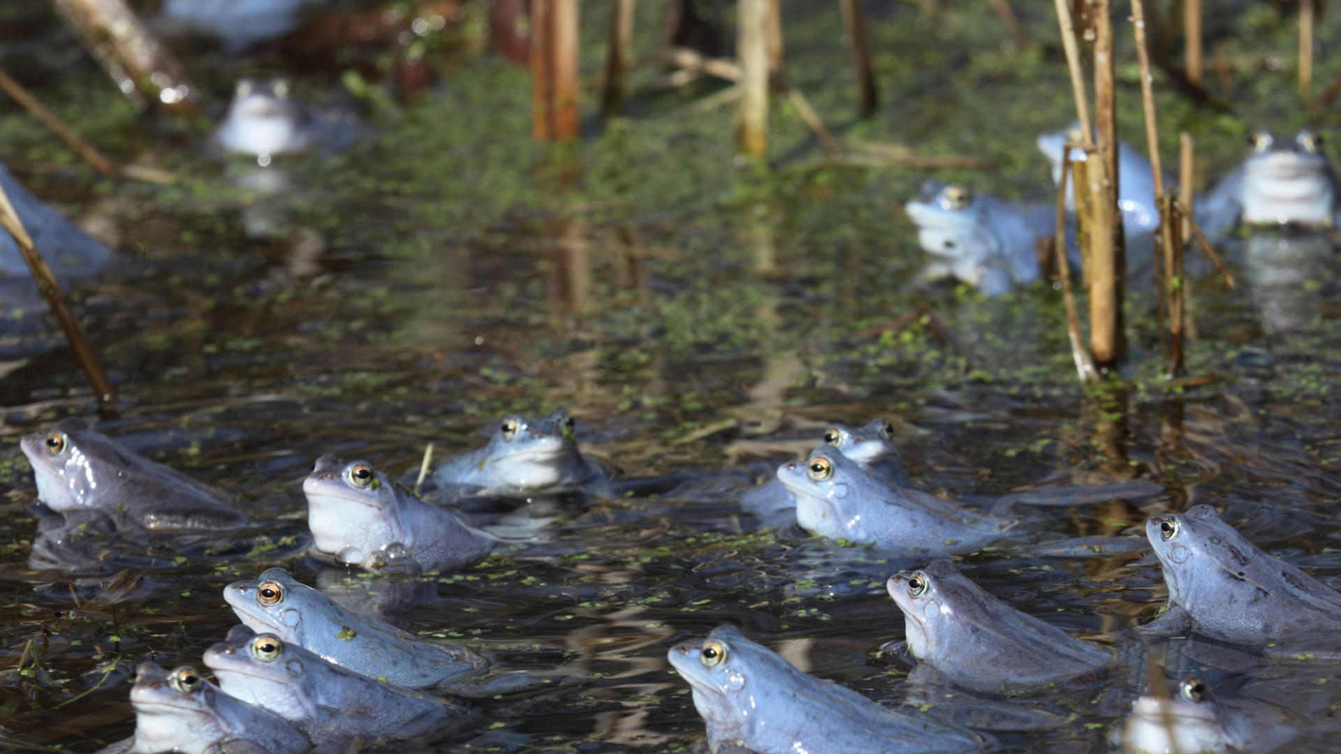 Naturpark Lauenburgische Seen – Bild 6