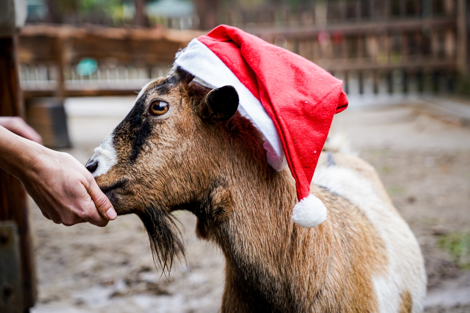 Streichelzoo Hohenstein Witten – Bild 6