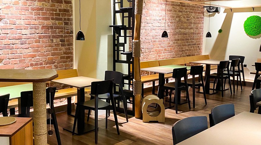 Katzentempel Bremen – Bild 2