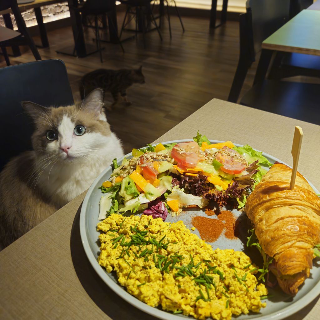 Katzentempel Bremen – Bild 5