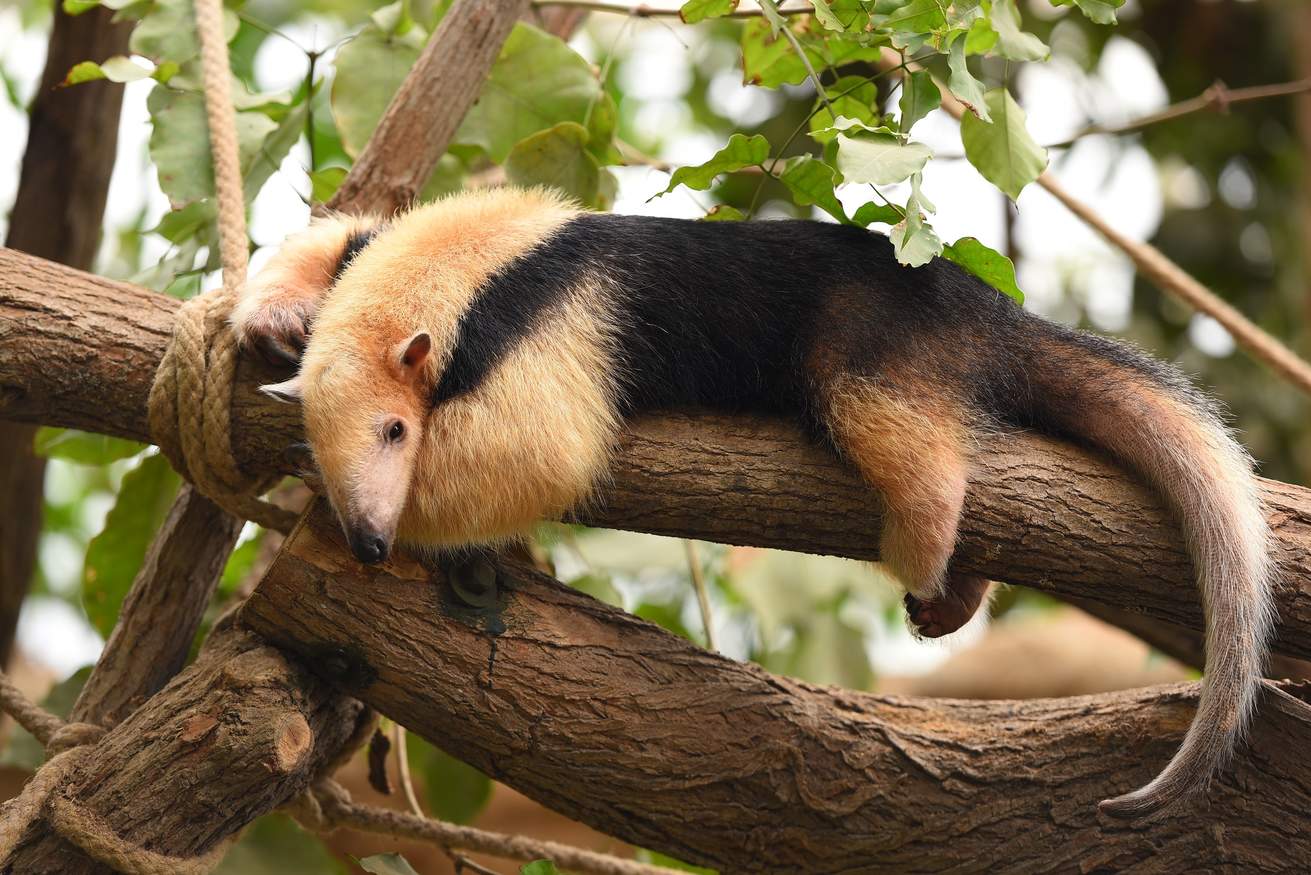 Regenwaldhaus - Zoo Krefeld – Bild 1