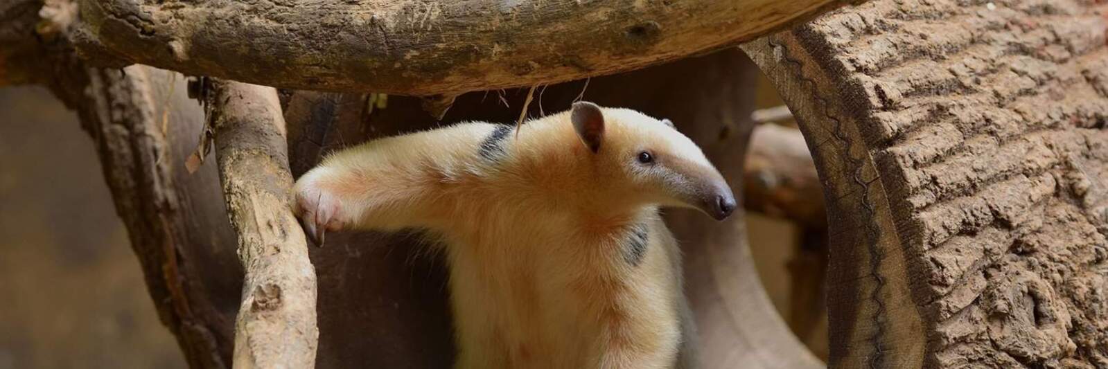 Regenwaldhaus - Zoo Krefeld – Bild 3