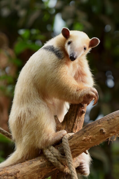 Regenwaldhaus - Zoo Krefeld – Bild 6