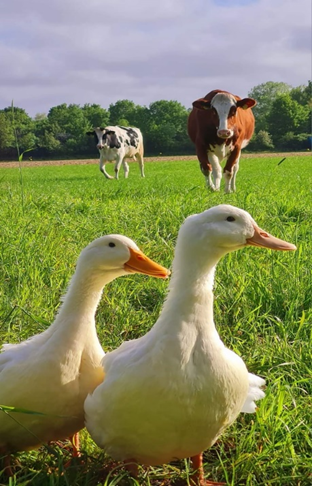 Hof Lange und das bunte AllerlEi – Bild 5