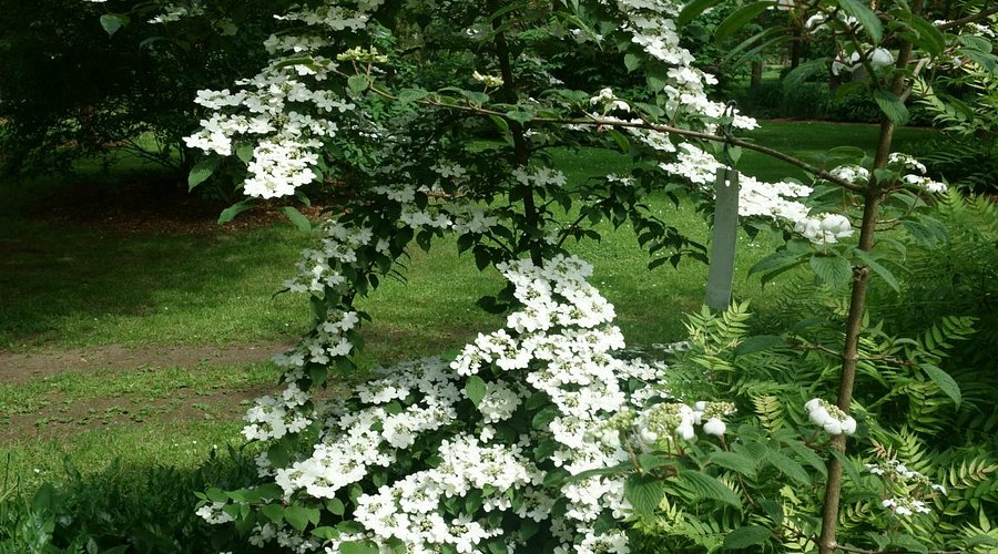 Arboretum Grenzenlust – Bild 3