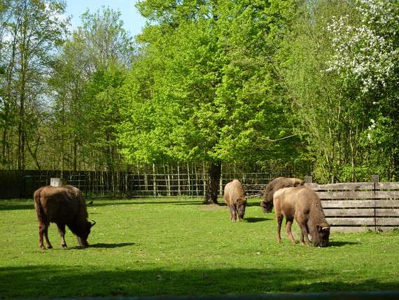 Wildpark Leipzig – Bild 3