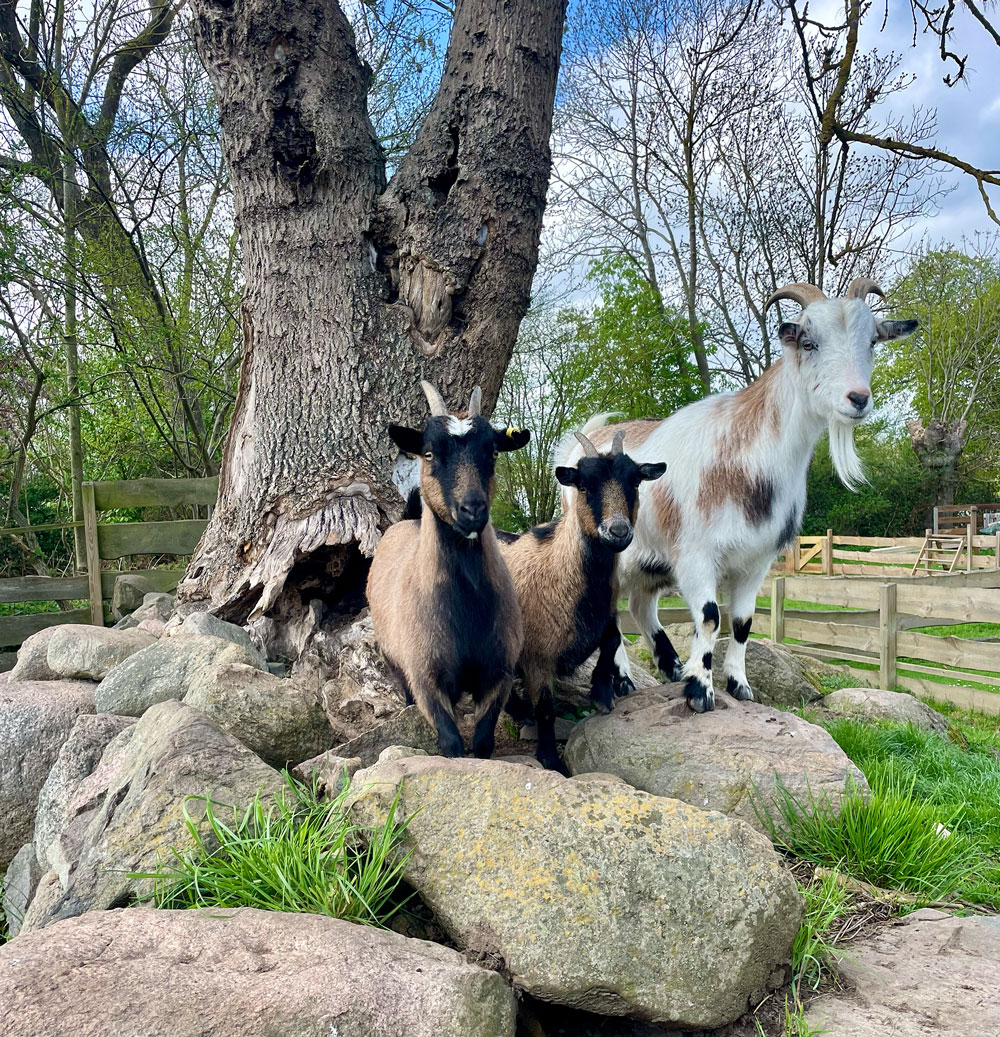 Ferienhof Karin Schwarz – Bild 4