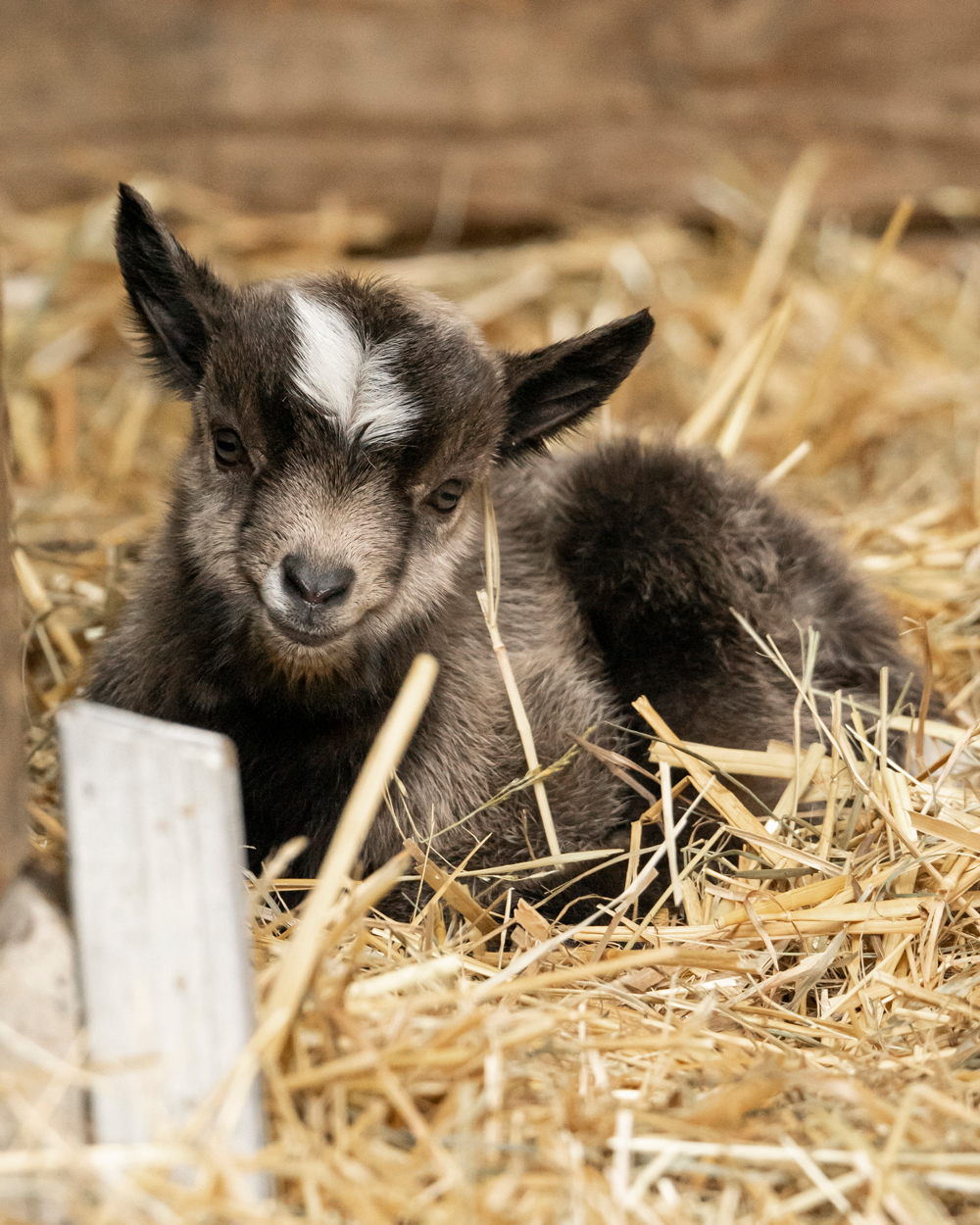 Lindenthaler Tierpark – Bild 4