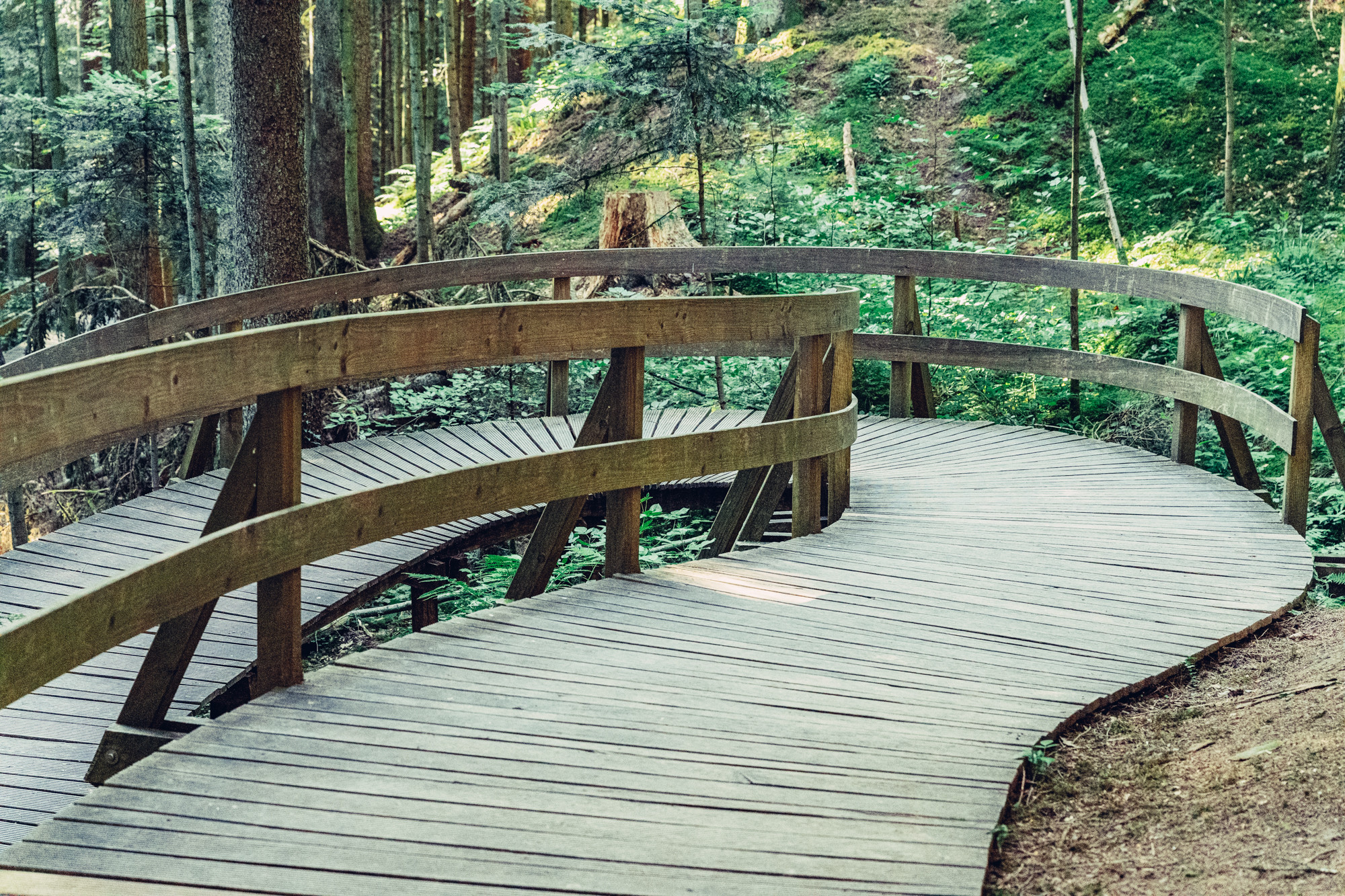 NATURATUM ErlebnisWaldpfad – Bild 2