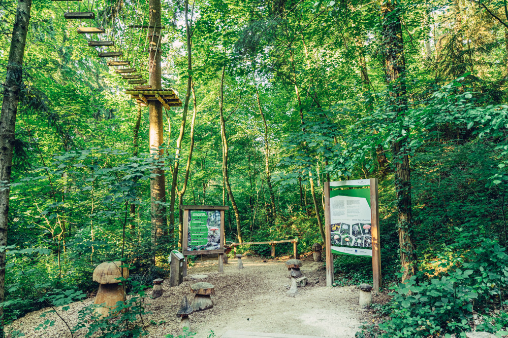 NATURATUM ErlebnisWaldpfad – Bild 4