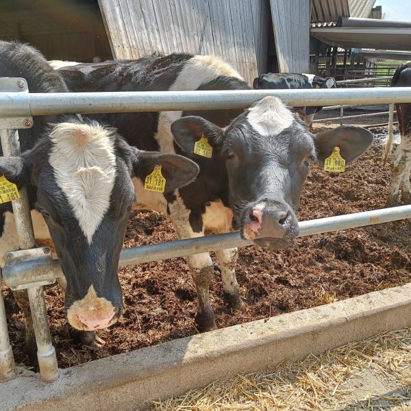 Bauernhof Riedel - Frische Milch, Eier, Wurst – Bild 3