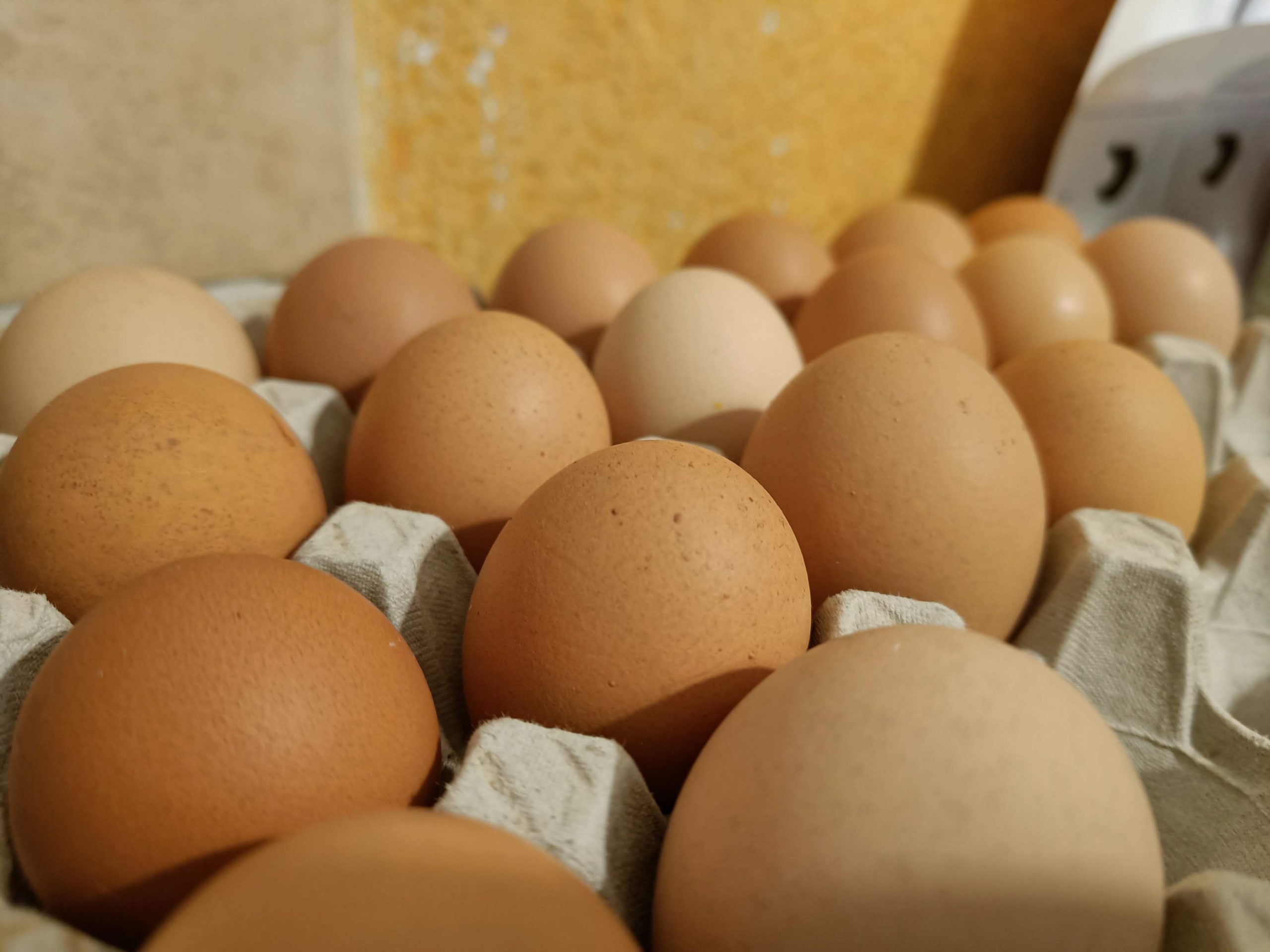 Bauernhof Riedel - Frische Milch, Eier, Wurst – Bild 5