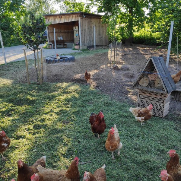 Bauernhof Riedel - Frische Milch, Eier, Wurst – Bild 6