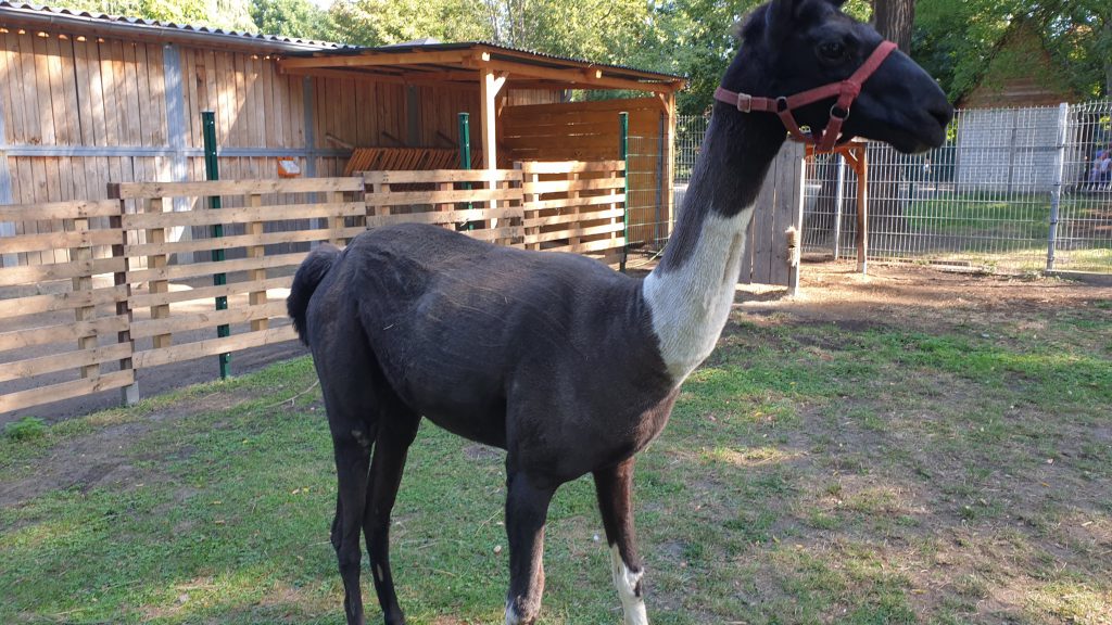 PePe-activ e.V. – Bild 3