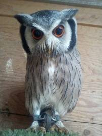 Greifvogel-Flugschau – Bild 2