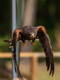 Greifvogel-Flugschau – Bild 3