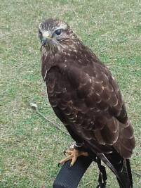 Greifvogel-Flugschau – Bild 5