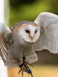 Greifvogel-Flugschau – Bild 6