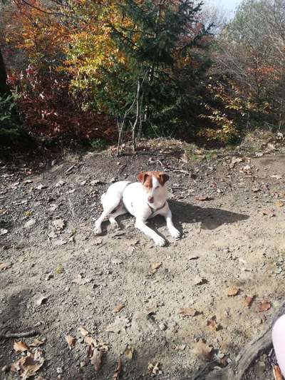 Hundewiese Im Grönegau Riemsloh – Bild 4