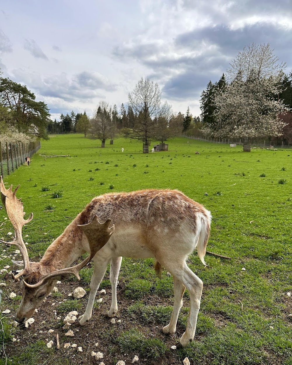 Wildgehege auf dem Mühlberg – Bild 1