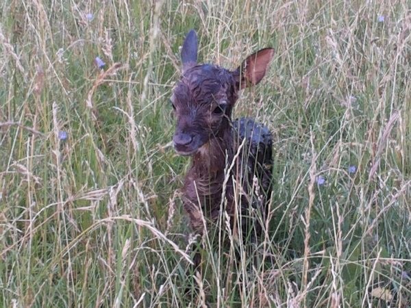 Wildgehege auf dem Mühlberg – Bild 2