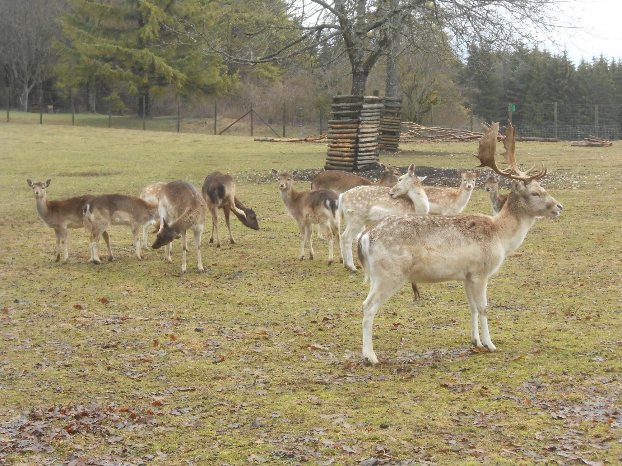 Wildgehege auf dem Mühlberg – Bild 3