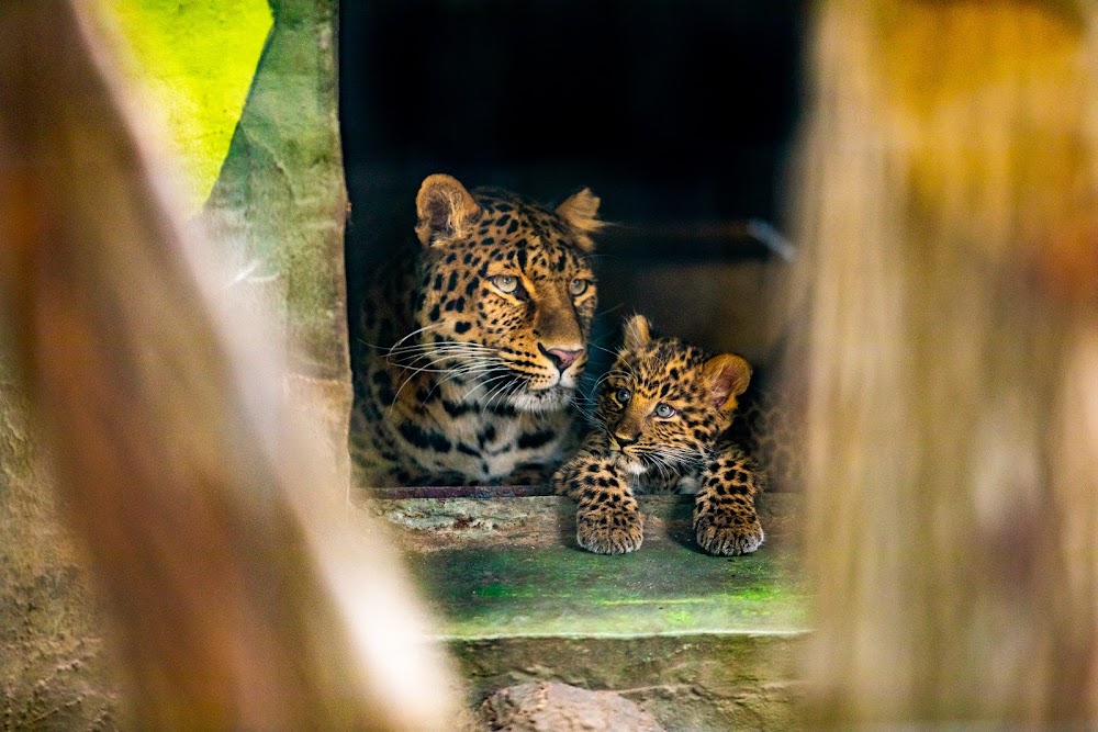 Zoo Hoyerswerda – Bild 6