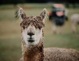 Kensington Prairie Farm Ltd. – Bild 3