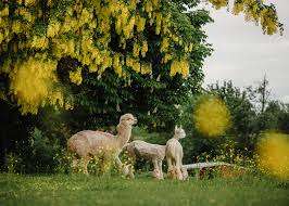 Kensington Prairie Farm Ltd. – Bild 4