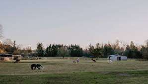 Kensington Prairie Farm Ltd. – Bild 5