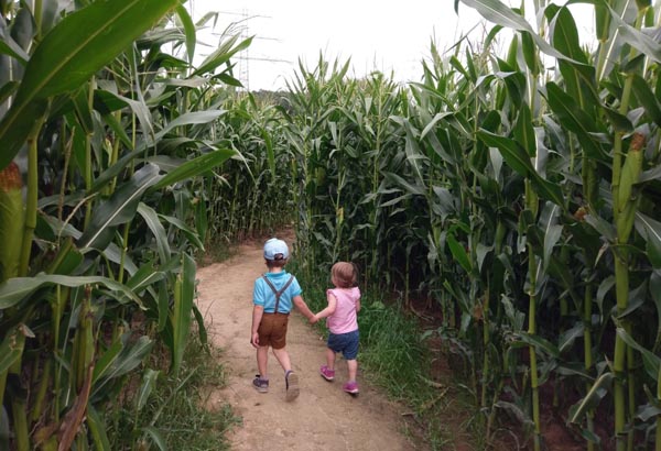 Maislabyrinth Dirlos "Kohleser Hof" – Bild 2