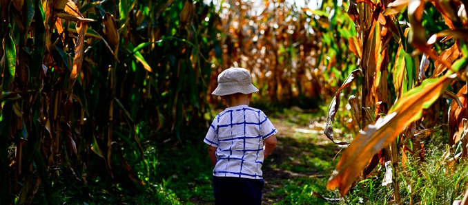 Maislabyrinth Dirlos "Kohleser Hof" – Bild 4